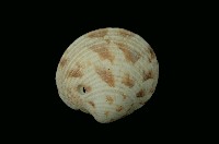 藏品(維納斯簾蛤)的圖片